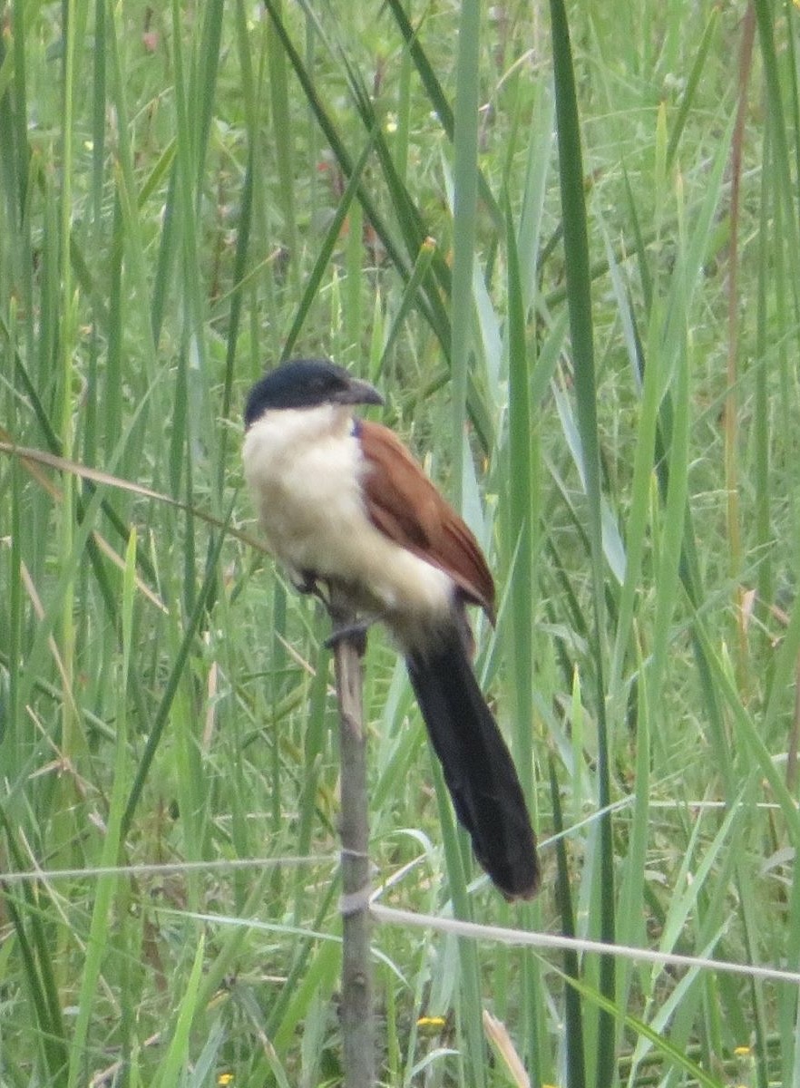 Blue-headed Coucal - ML643973444
