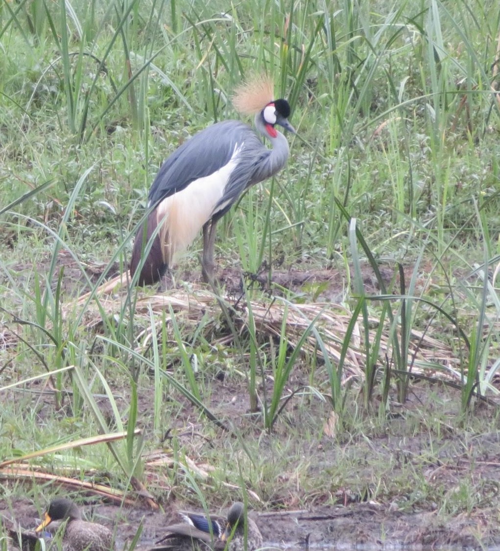 Gray Crowned-Crane - ML643973450