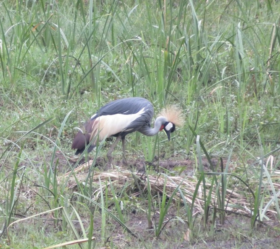 Gray Crowned-Crane - ML643973451