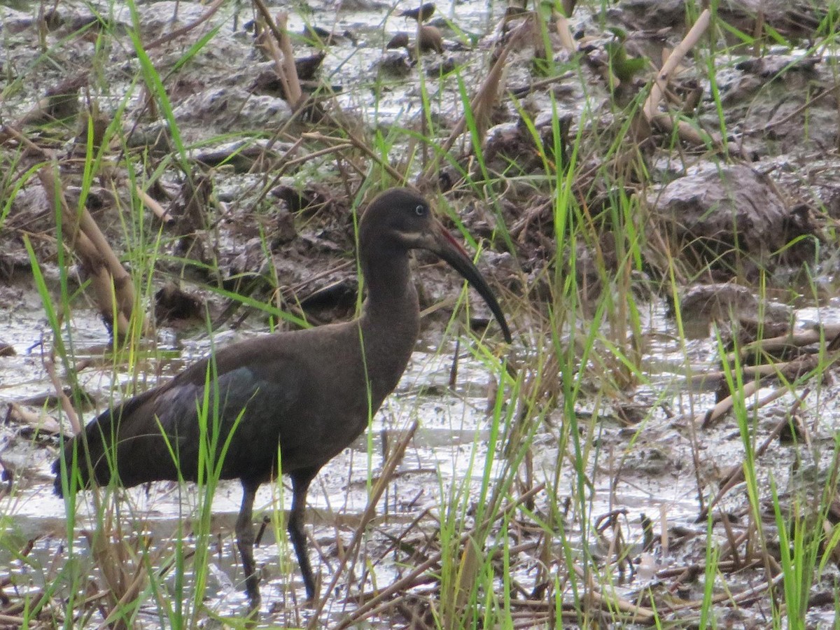 Hadada Ibis - ML643973456