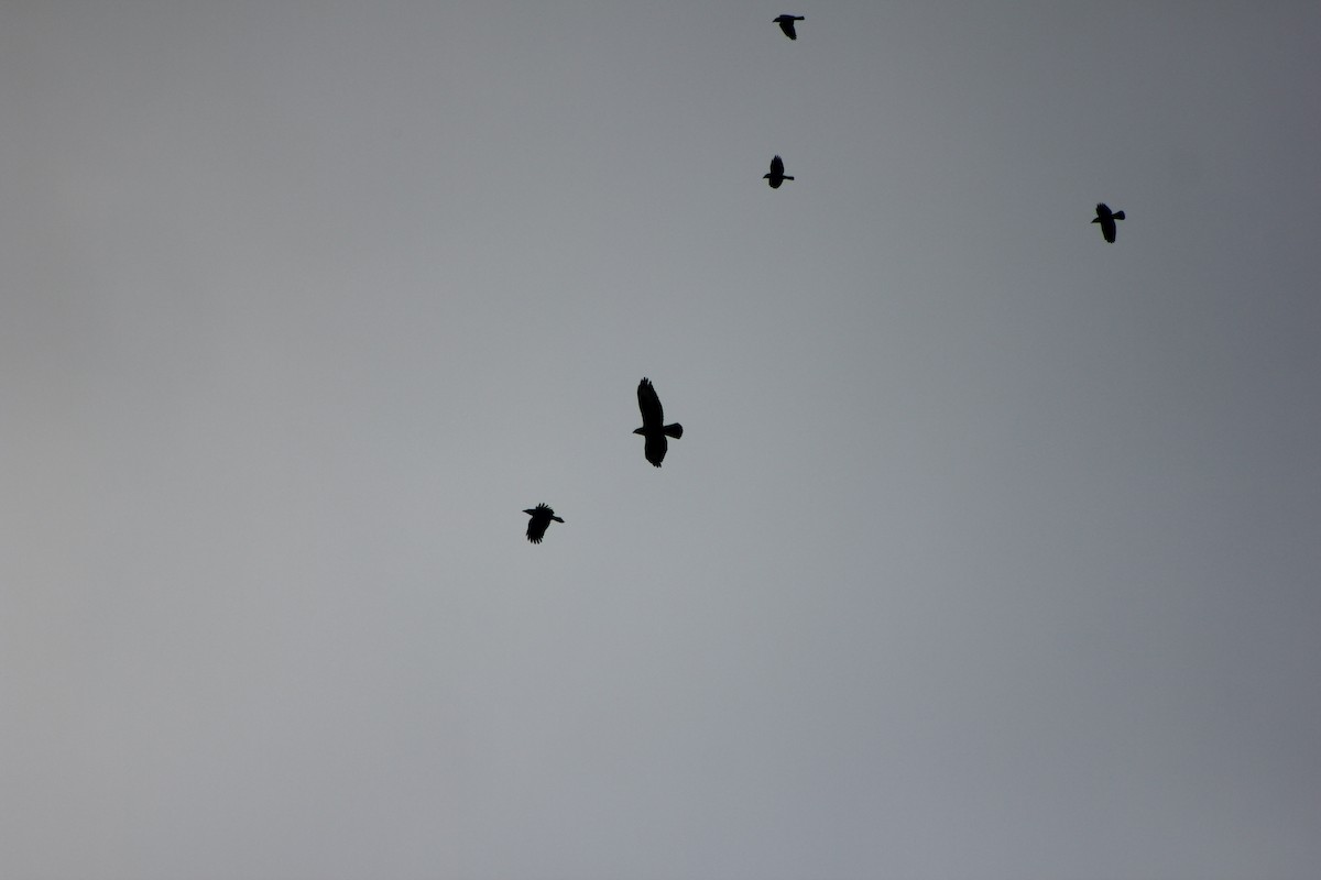 Buse variable - ML643973460