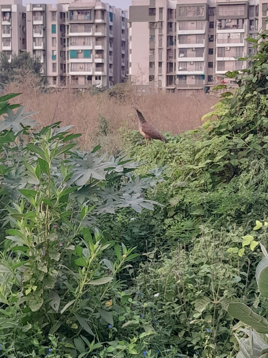 Indian Peafowl - ML643973463