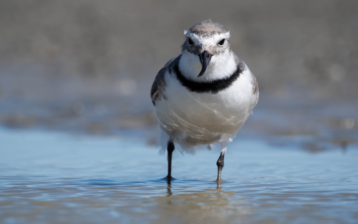 Wrybill - ML643973467