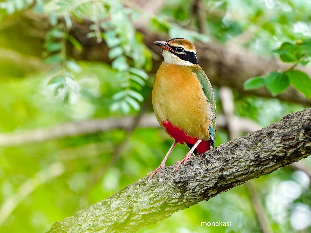 Indian Pitta - ML643973471