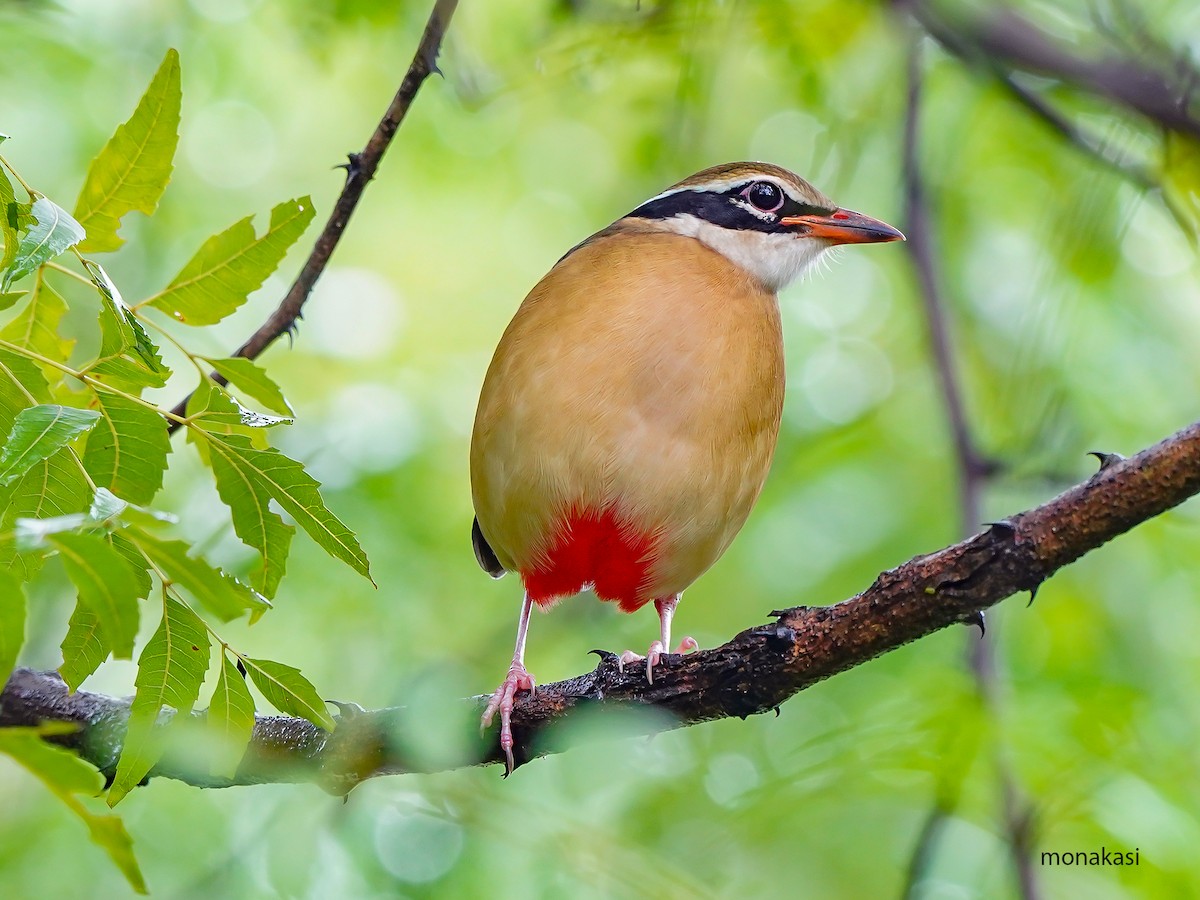 Indian Pitta - ML643973473