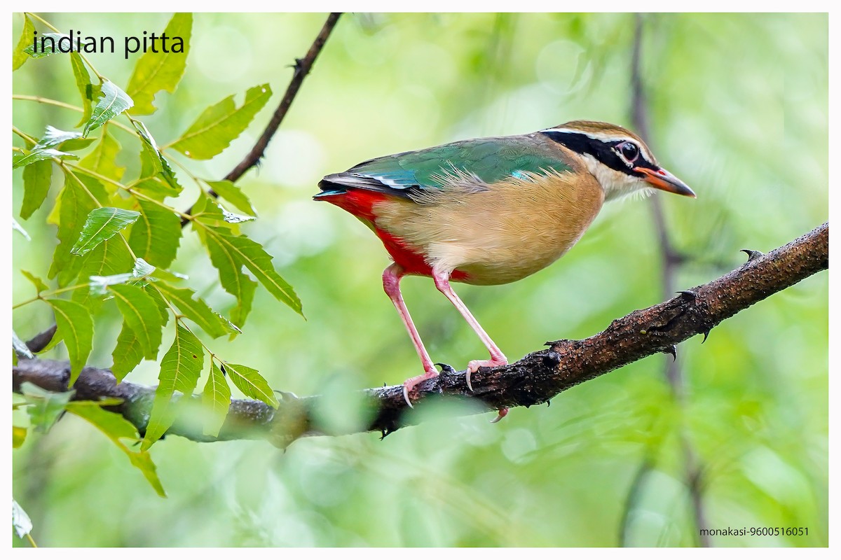 Indian Pitta - ML643973482
