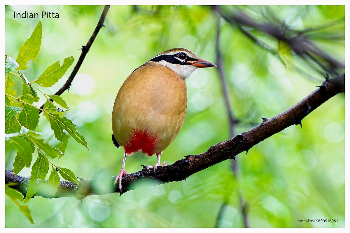 Indian Pitta - ML643973483