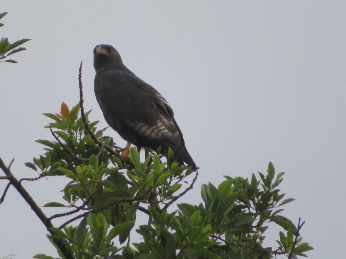 Augur Buzzard - ML643973484