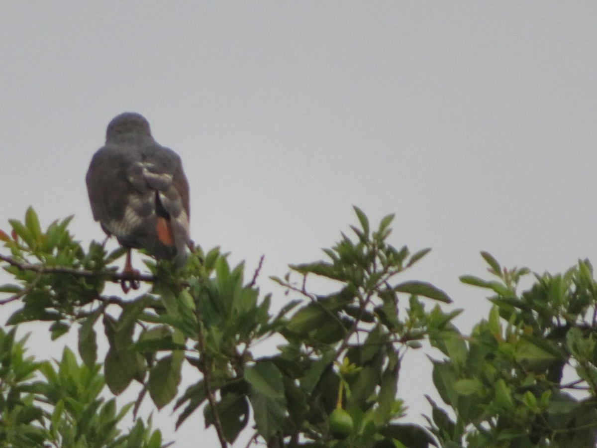 Augur Buzzard - ML643973485