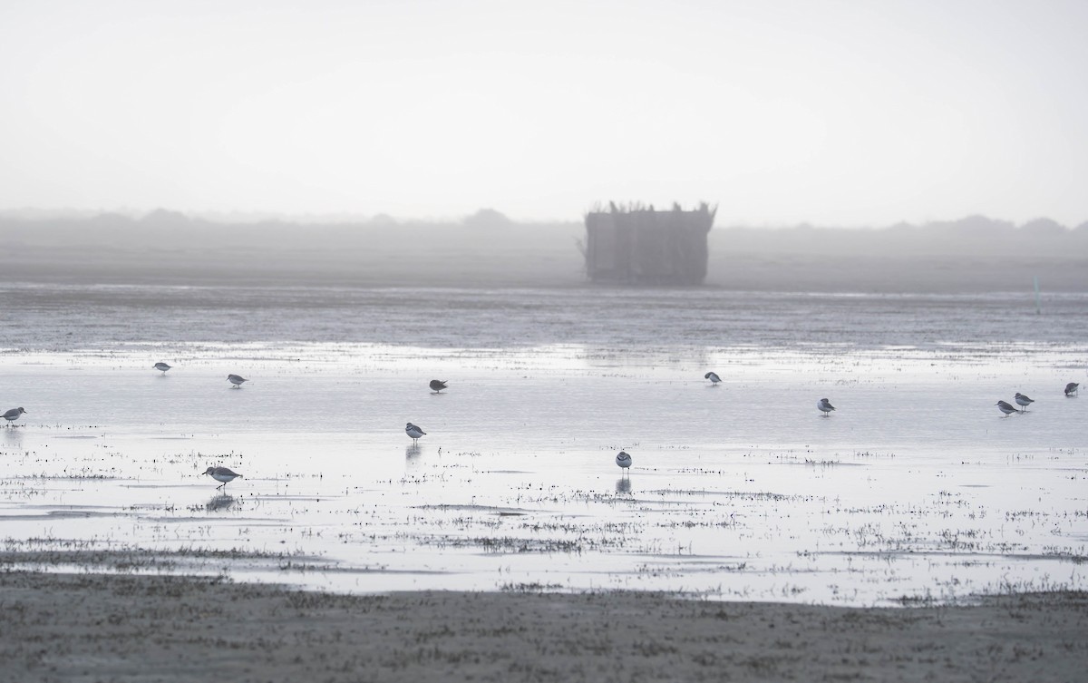 Wrybill - ML643973491