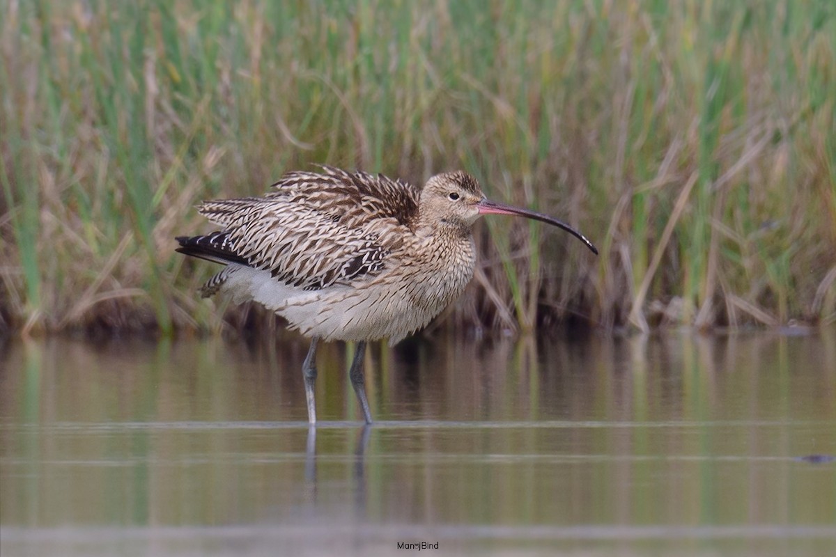 Eurasian Curlew - ML643973492