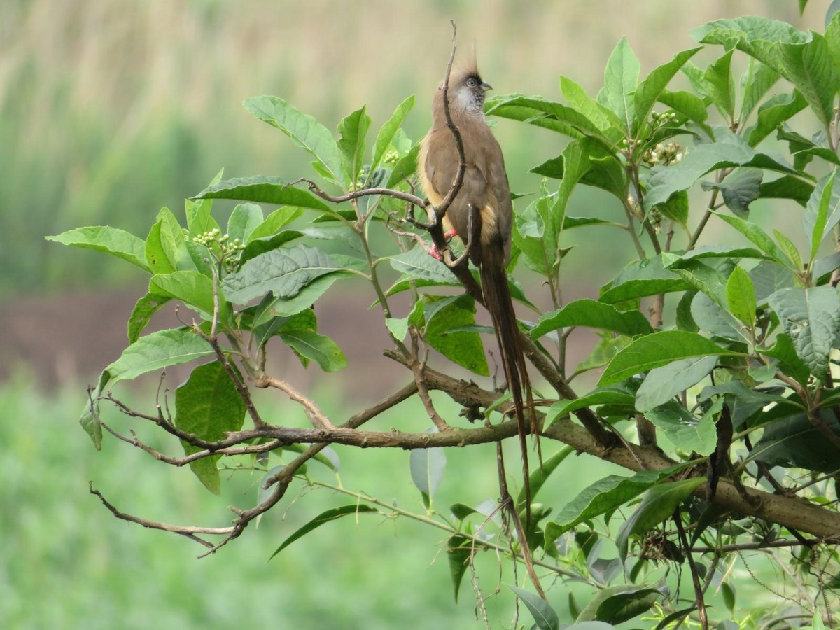 Speckled Mousebird - ML643973494