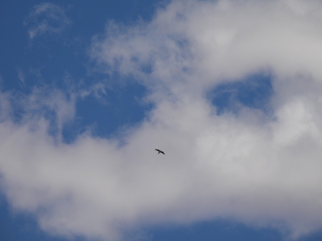 haukørn - ML643973514