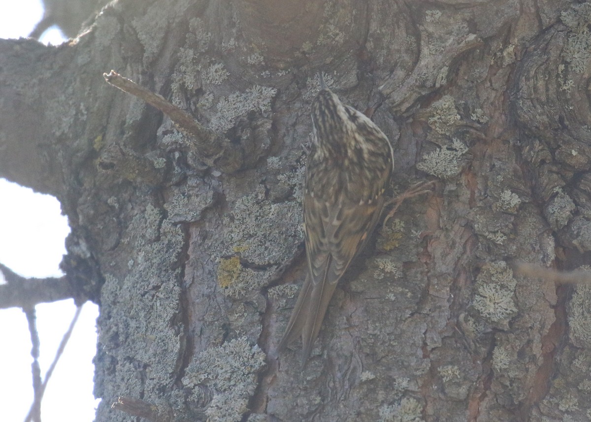 rododendrontrekryper - ML643973523