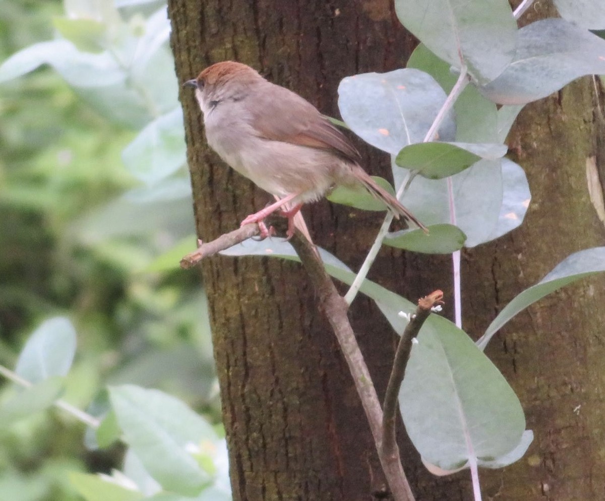 Chubb's Cisticola - ML643973536