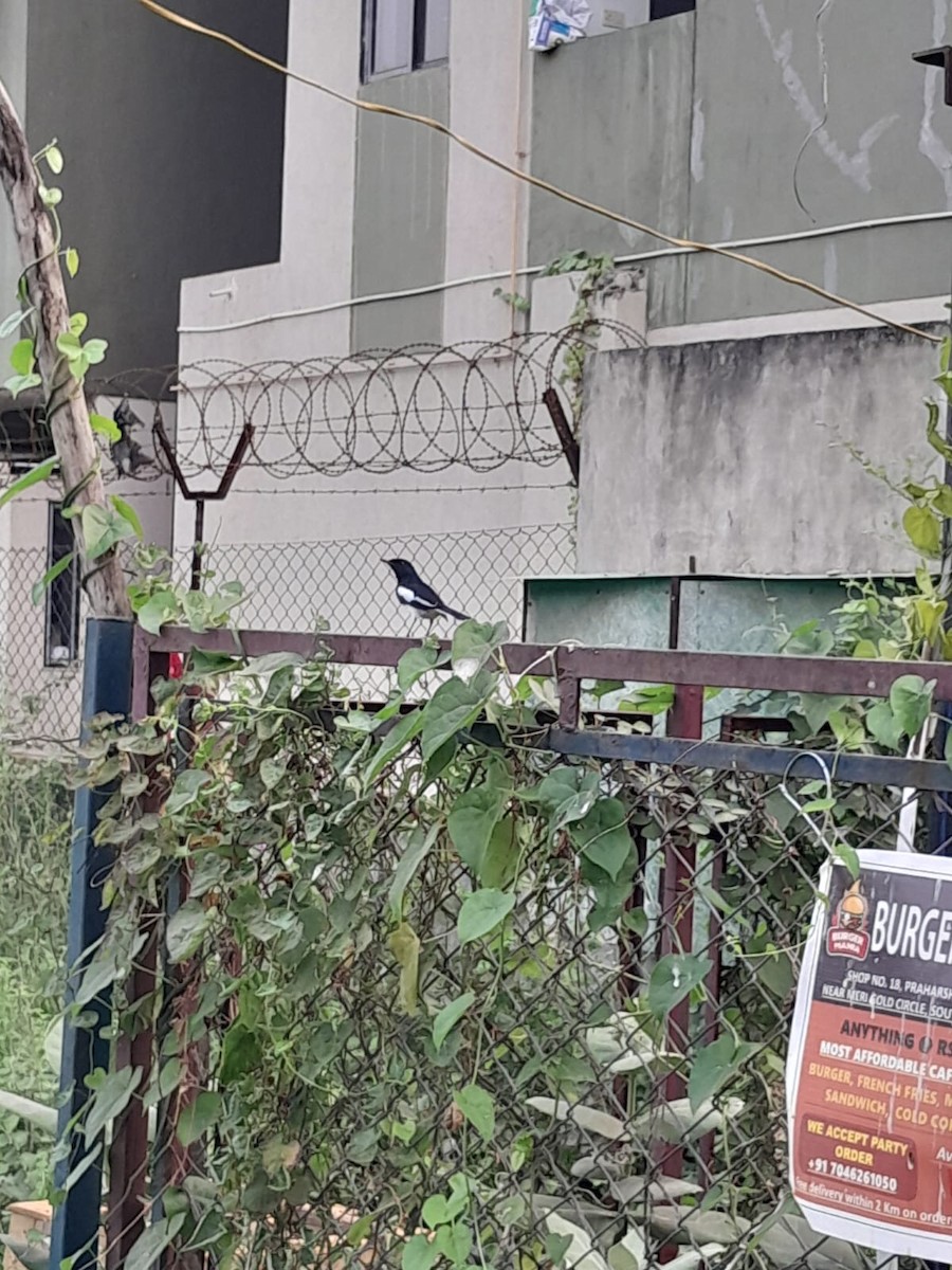 Oriental Magpie-Robin - ML643973563