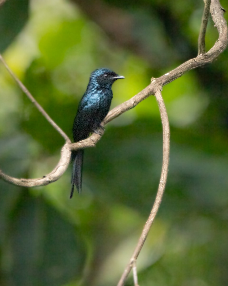 Bronzed Drongo - ML643973565