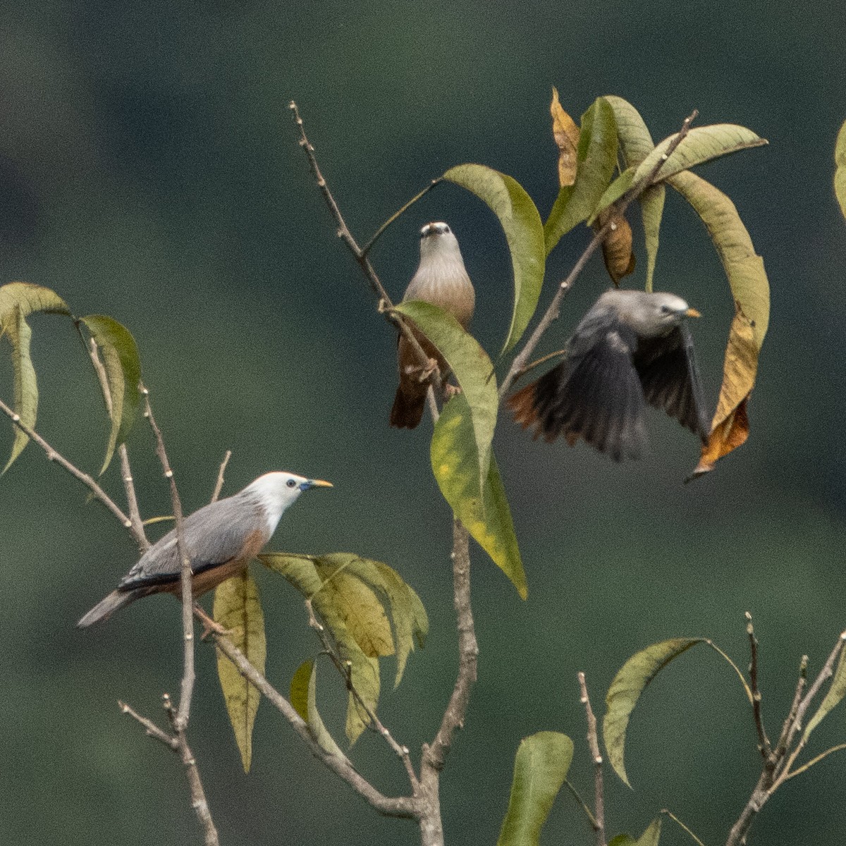 Malabar Starling - ML643973574