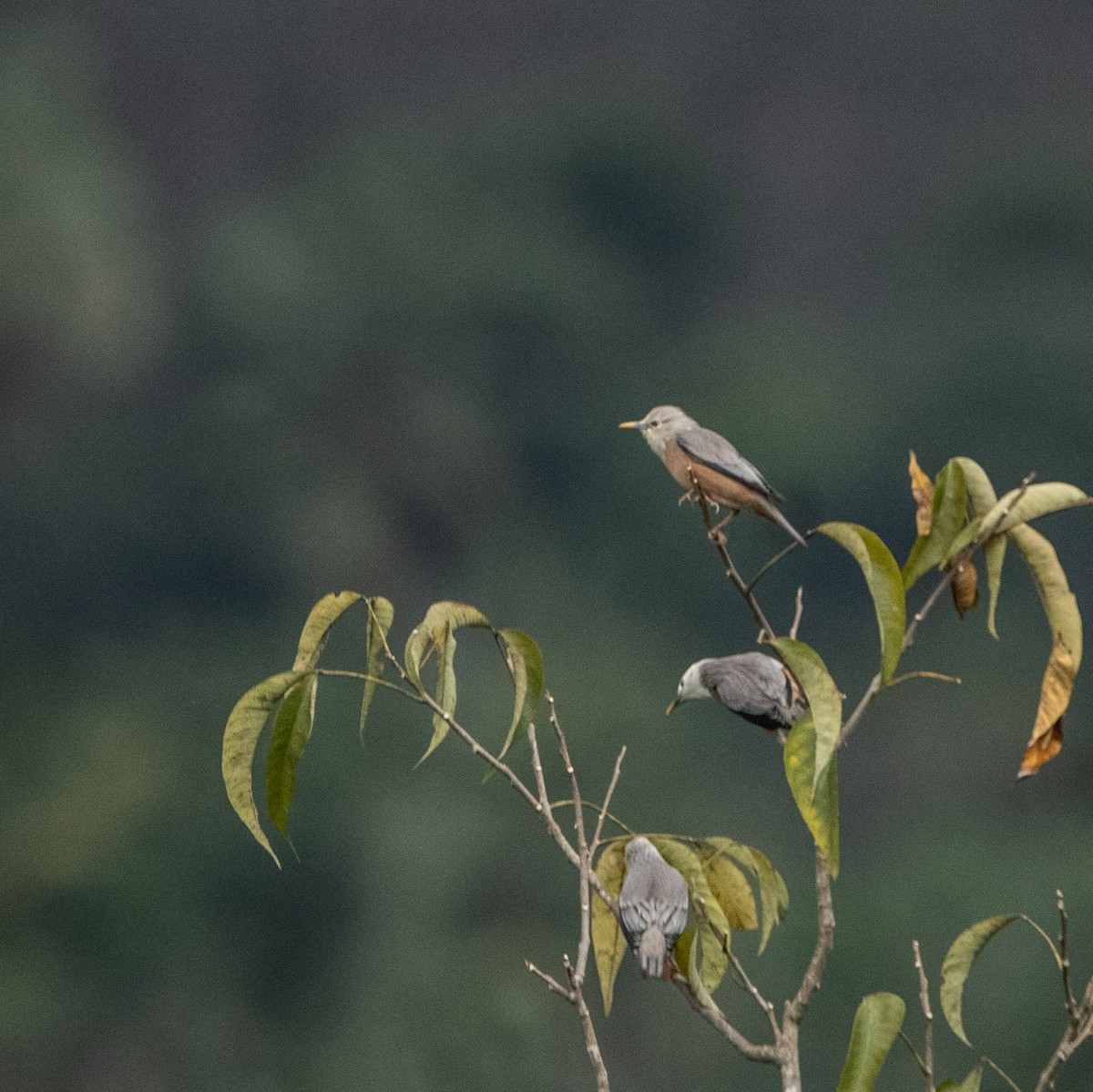 Malabar Starling - ML643973575