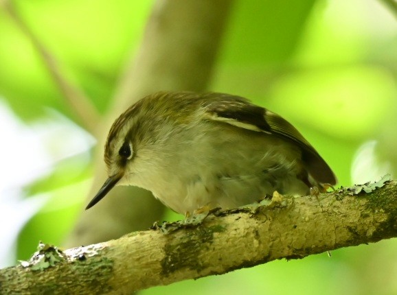 Зелёный стрелок - ML643973590