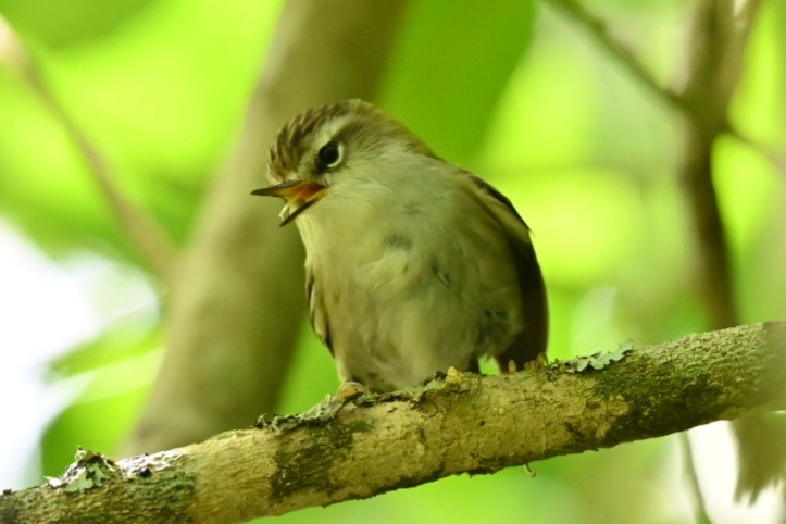 Зелёный стрелок - ML643973593