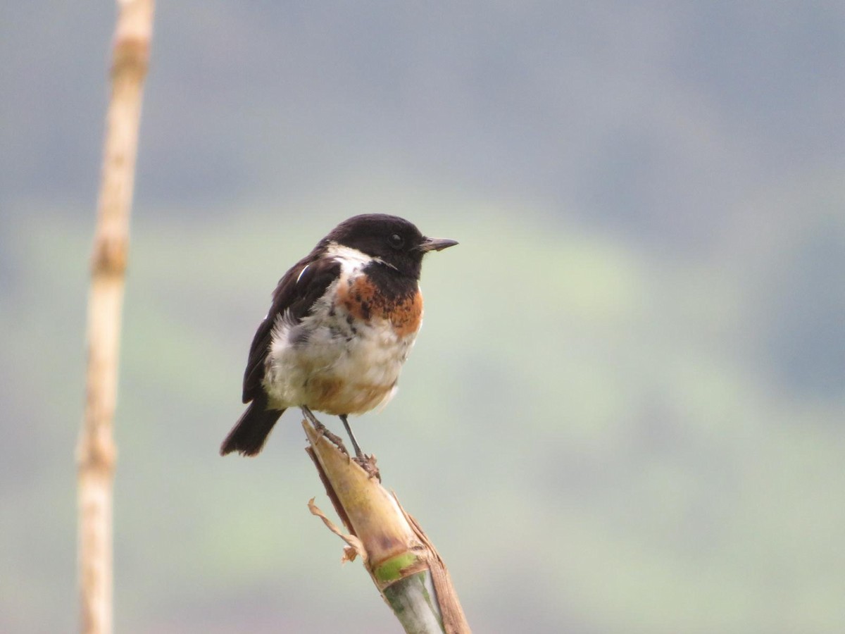 African Stonechat - ML643973595