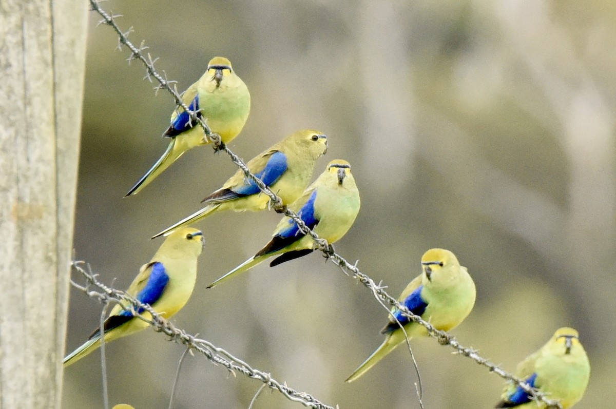 Папужка синьокрилий - ML643973602