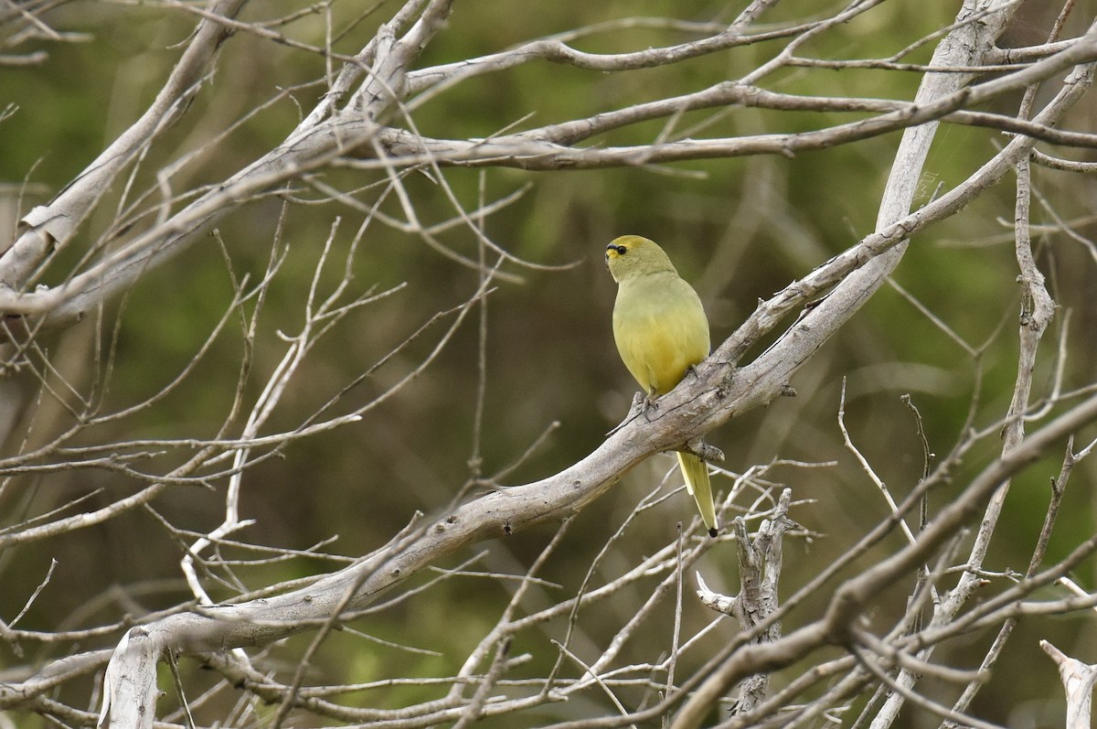 Папужка синьокрилий - ML643973603