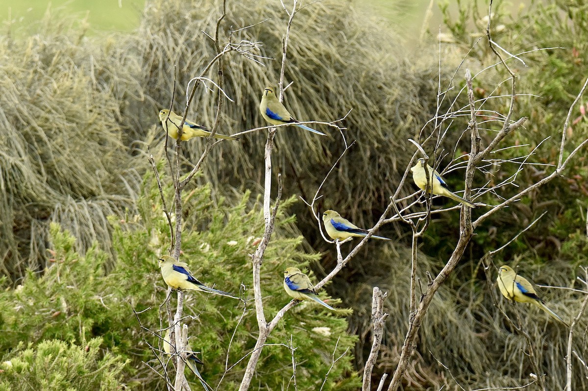 Папужка синьокрилий - ML643973604