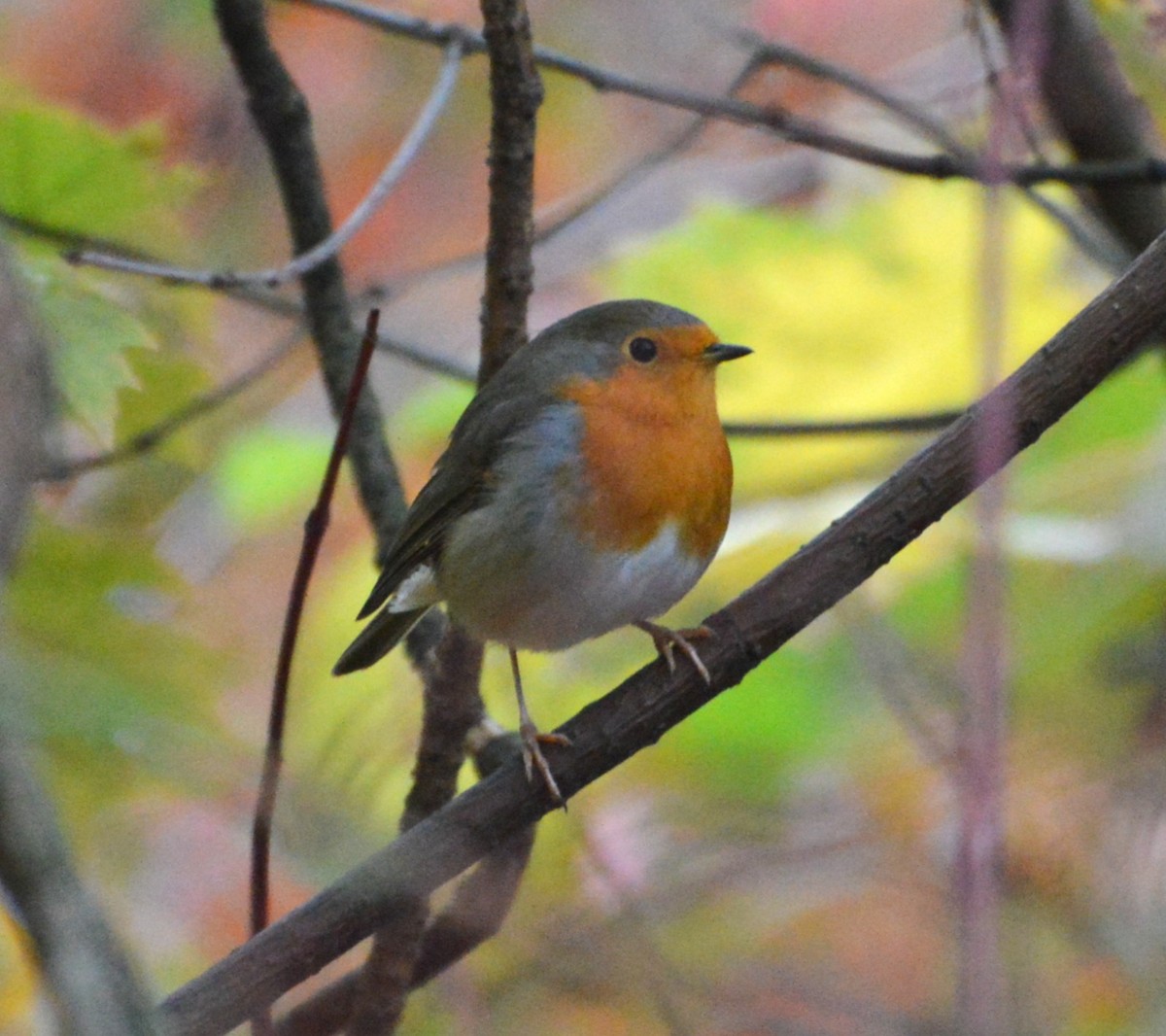European Robin - ML643973635
