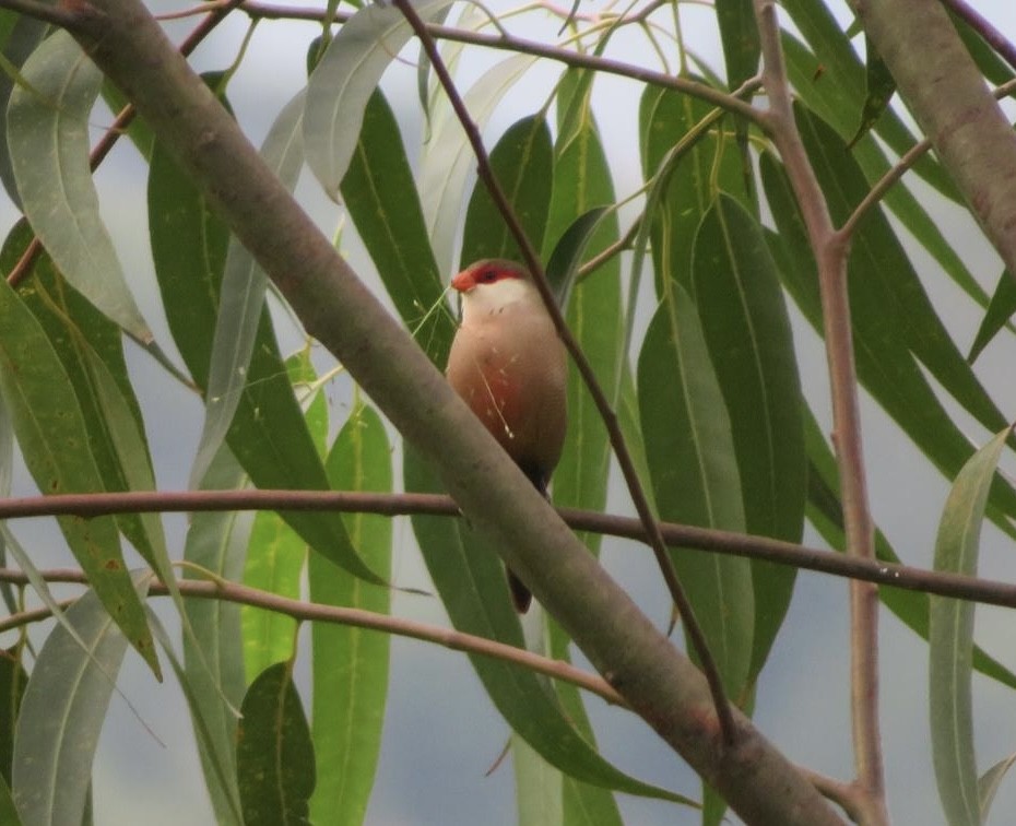 Common Waxbill - ML643973637
