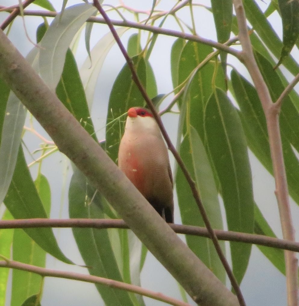Common Waxbill - ML643973638