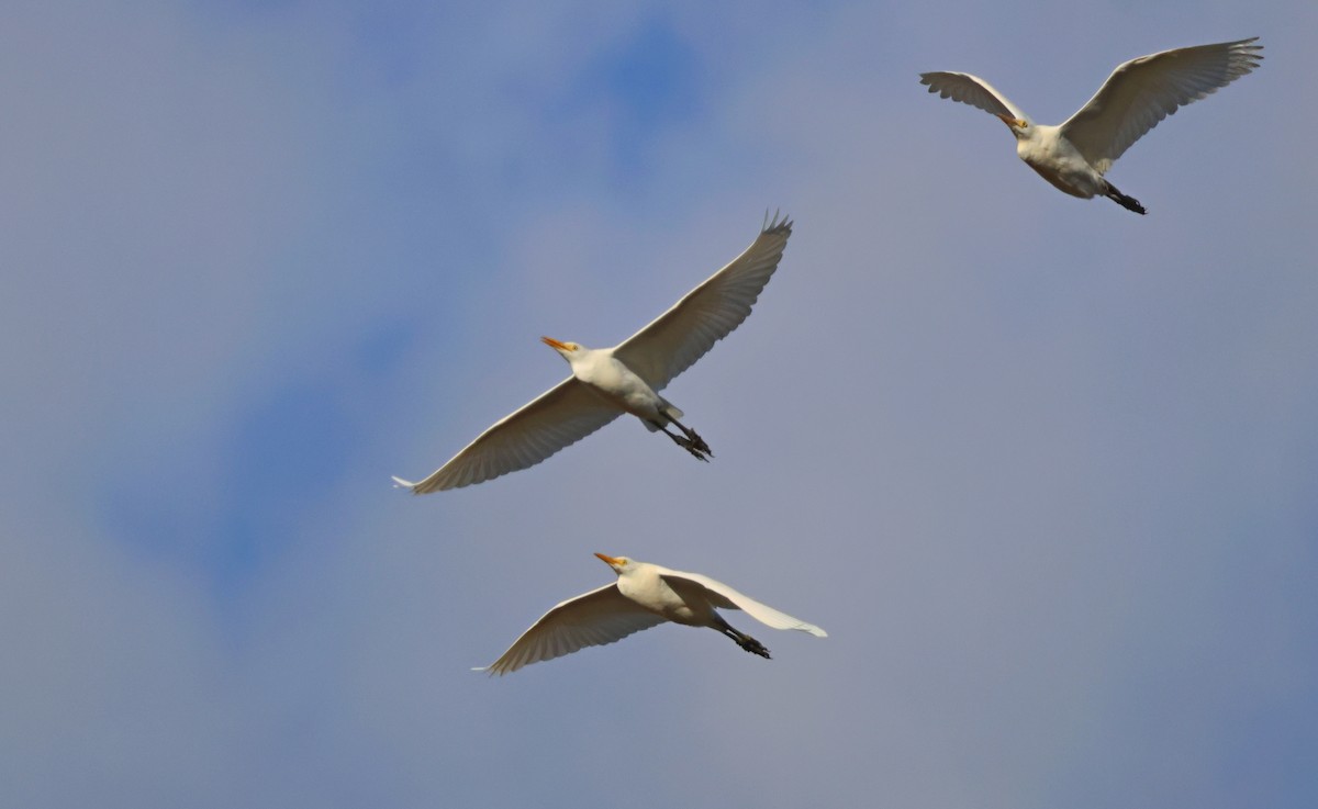 Western Cattle-Egret - ML643973665