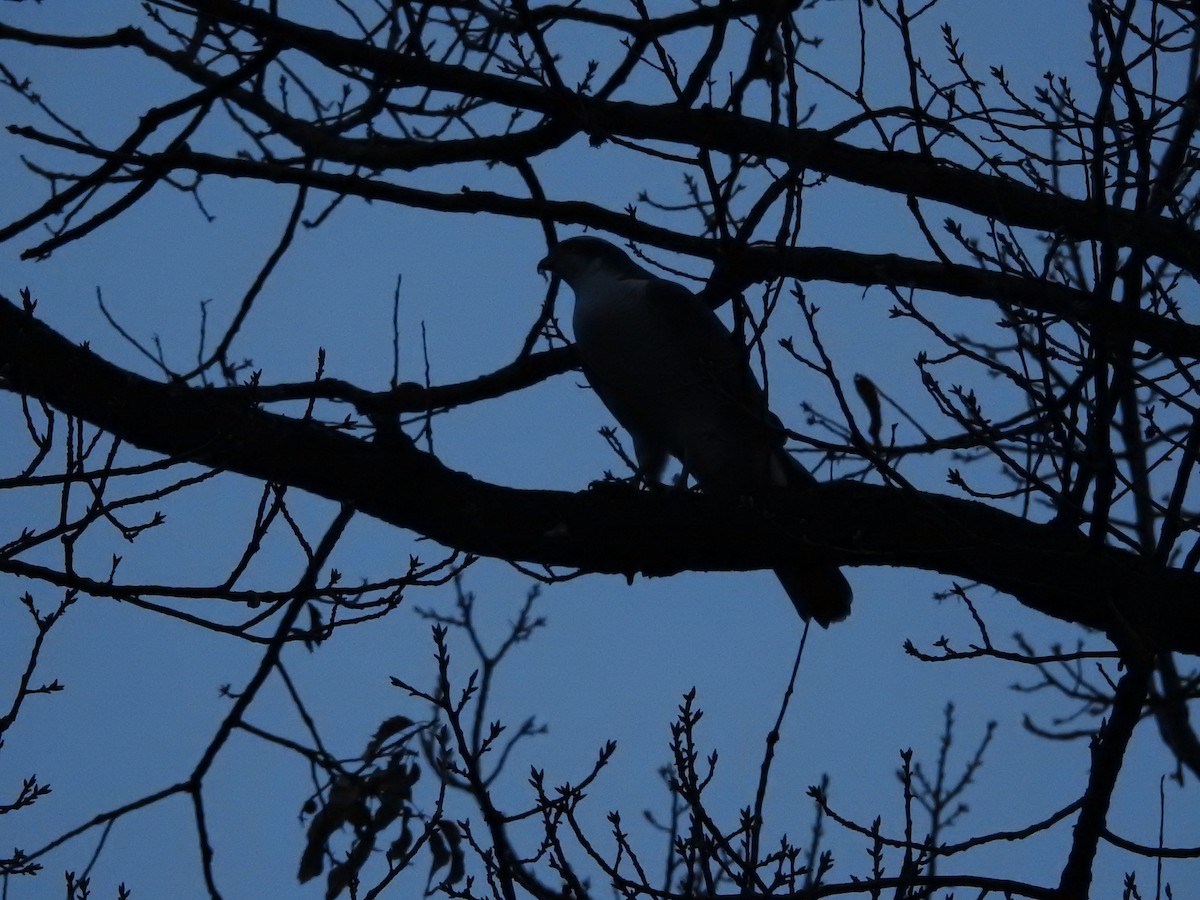 Eurasian Goshawk - ML643973671
