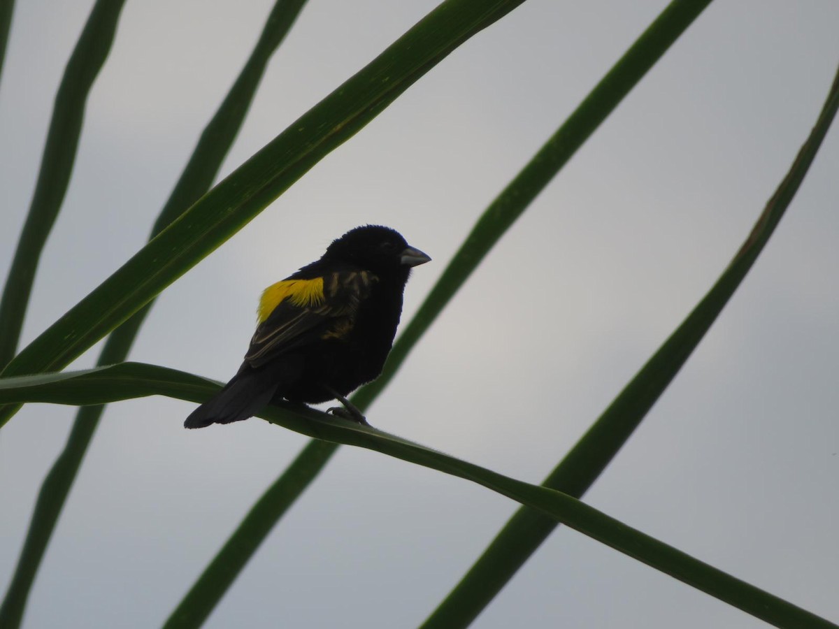 Yellow Bishop - ML643973672