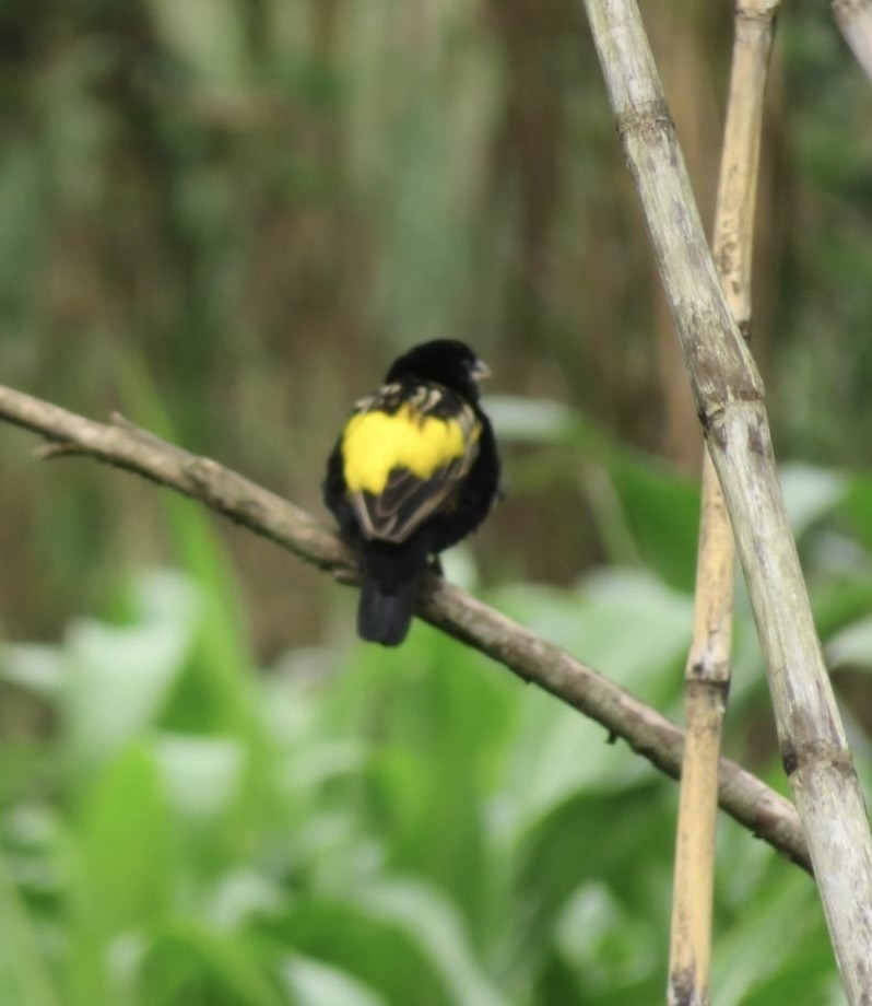 Yellow Bishop - ML643973673