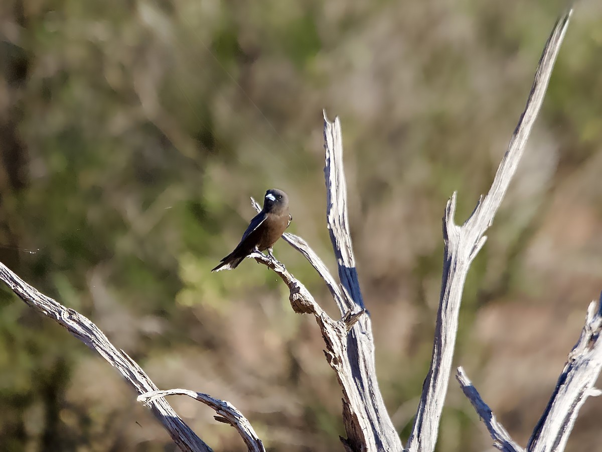 Little Woodswallow - ML643973676