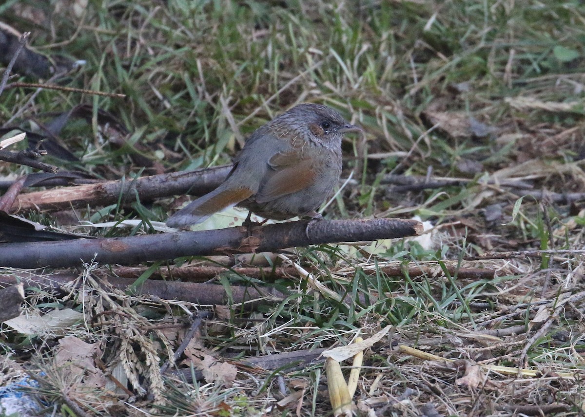 Streaked Laughingthrush - ML643973698