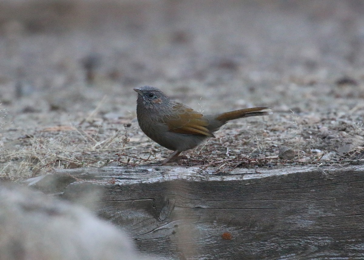 Streaked Laughingthrush - ML643973699