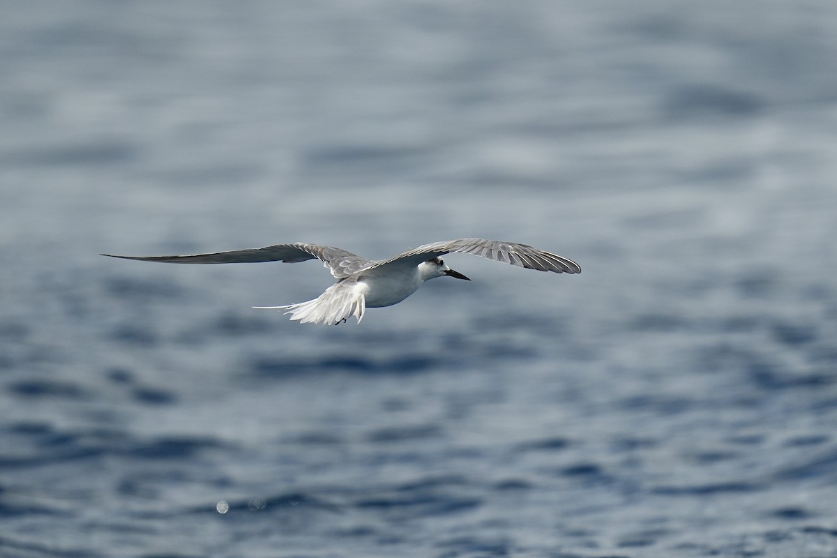 Aleutian Tern - ML643973704