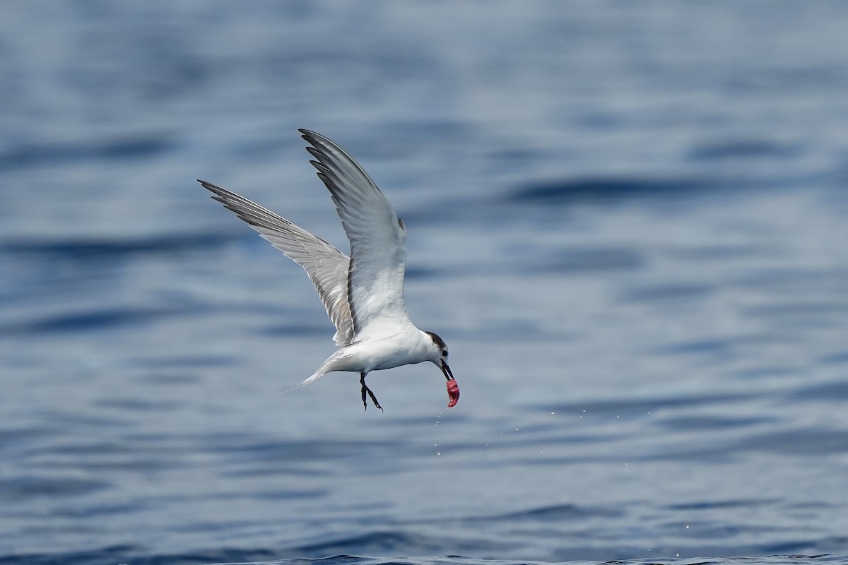Aleutian Tern - ML643973706