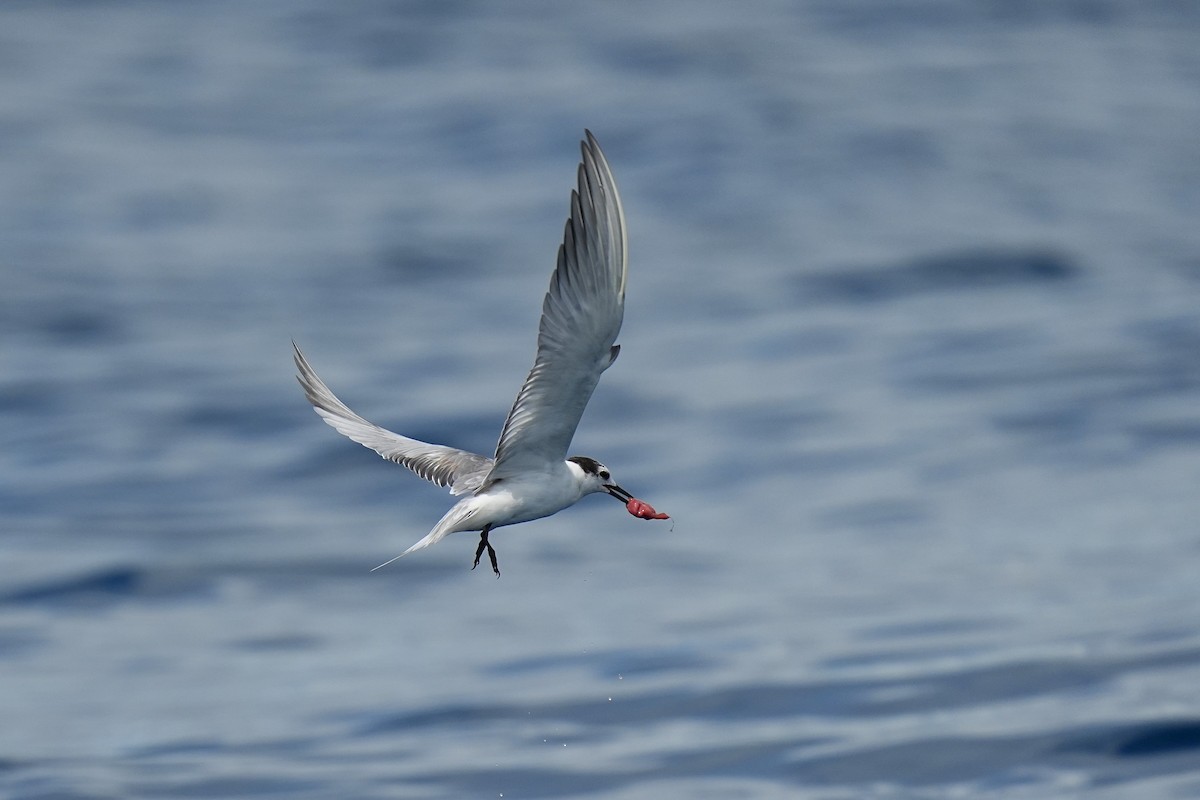Aleutian Tern - ML643973714