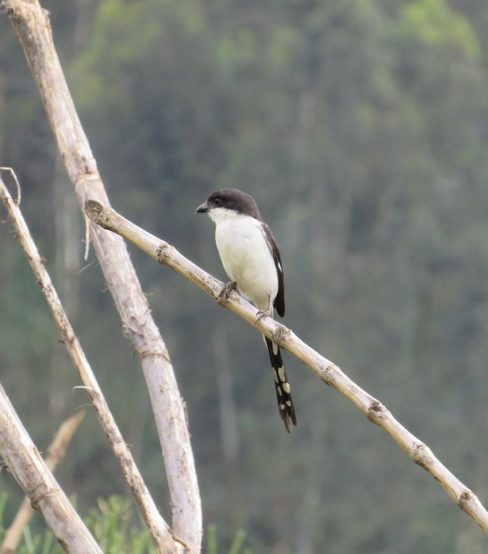 Northern Fiscal - ML643973715