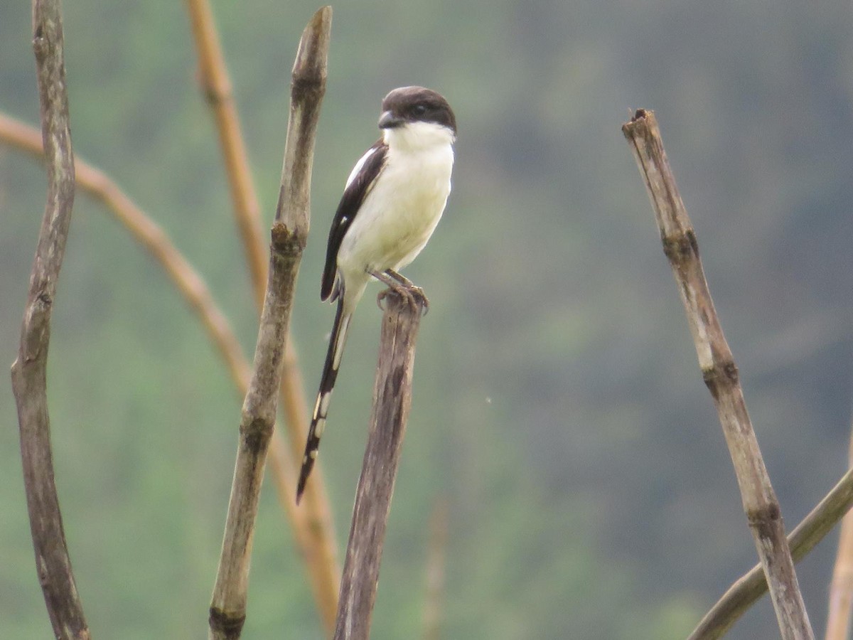 Northern Fiscal - ML643973716