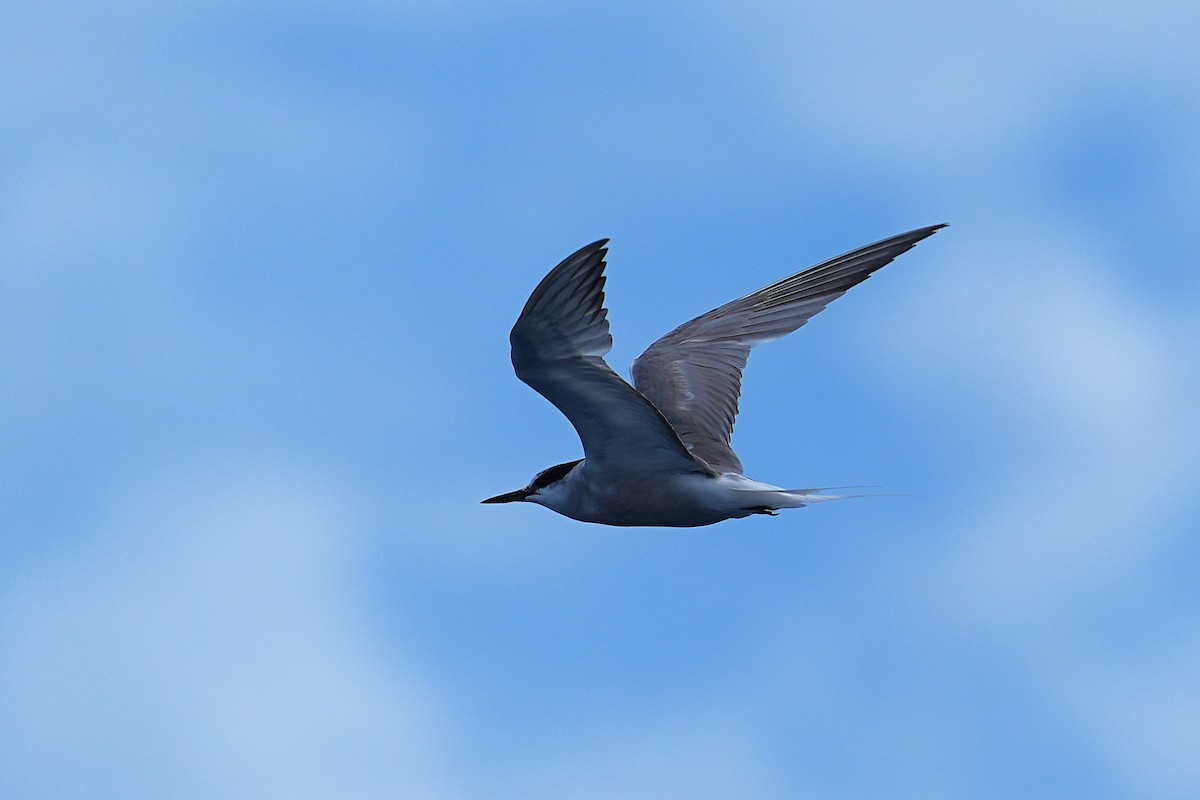 Aleutian Tern - ML643973722