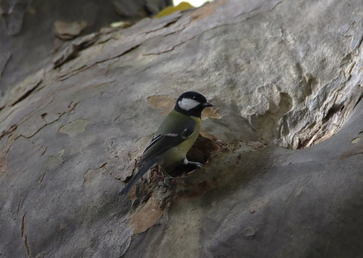 Great Tit - ML643973743