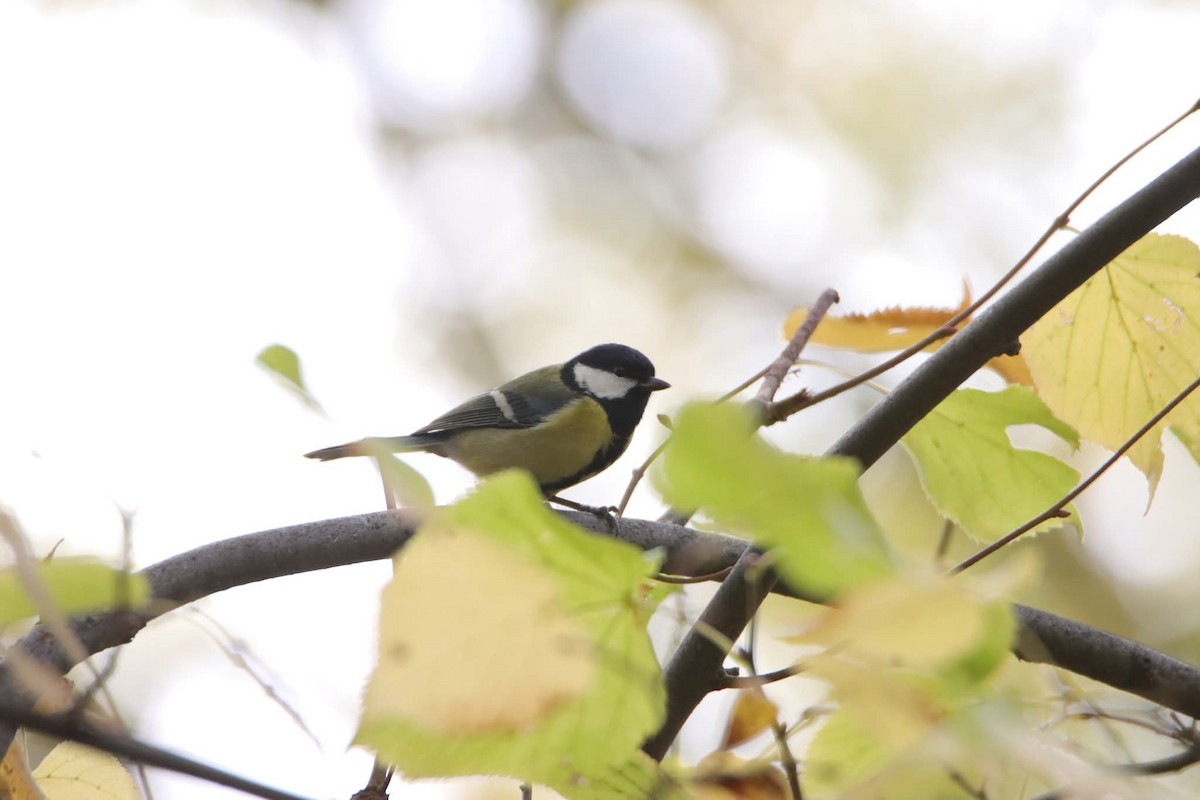 Great Tit - ML643973750