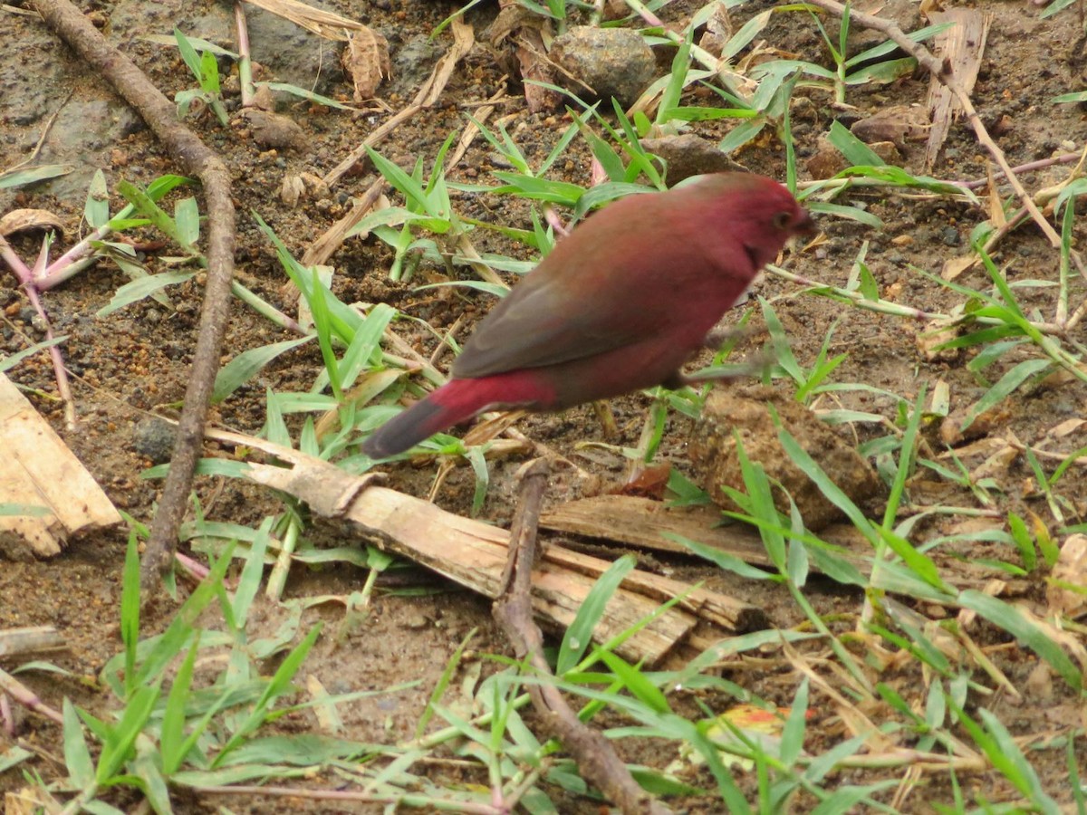 Red-billed Firefinch - ML643973751