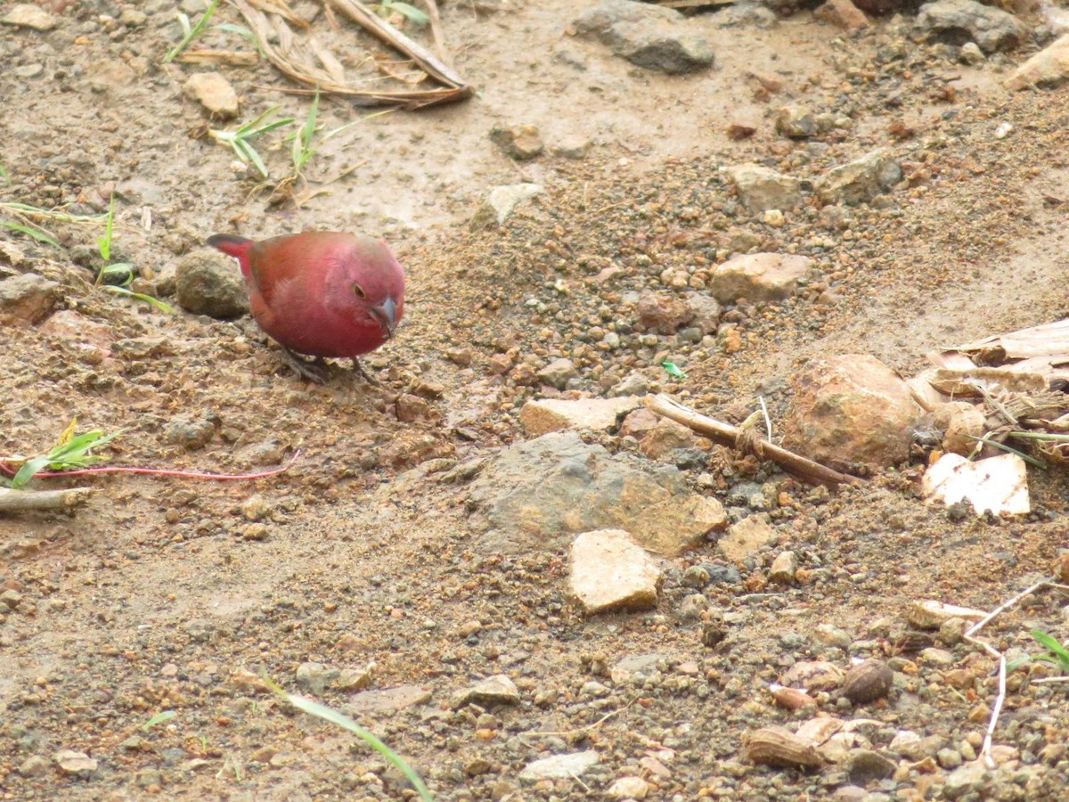 Red-billed Firefinch - ML643973752
