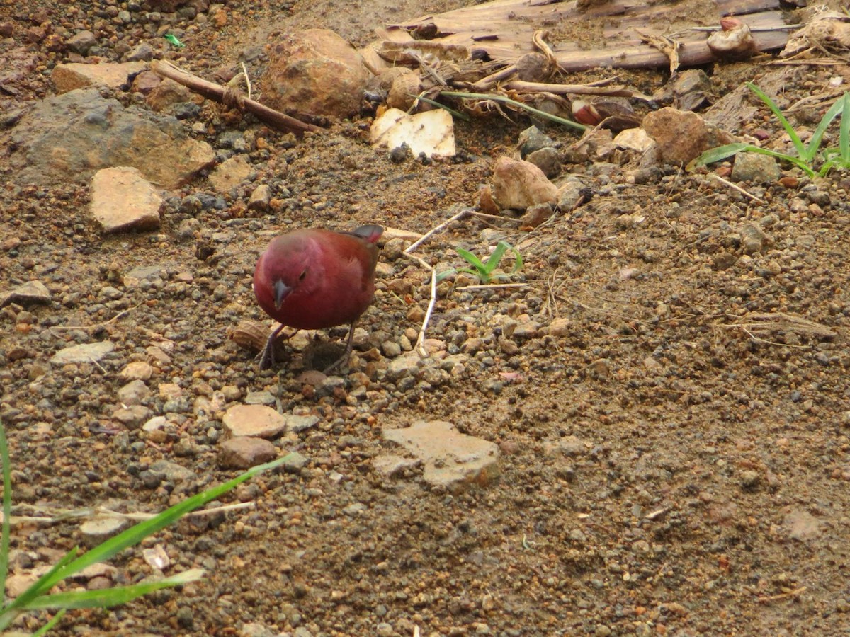 Red-billed Firefinch - ML643973753